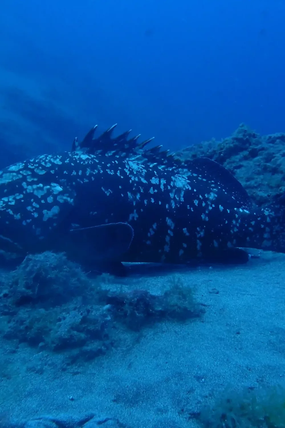 Imagen de pez en el fondo del mar