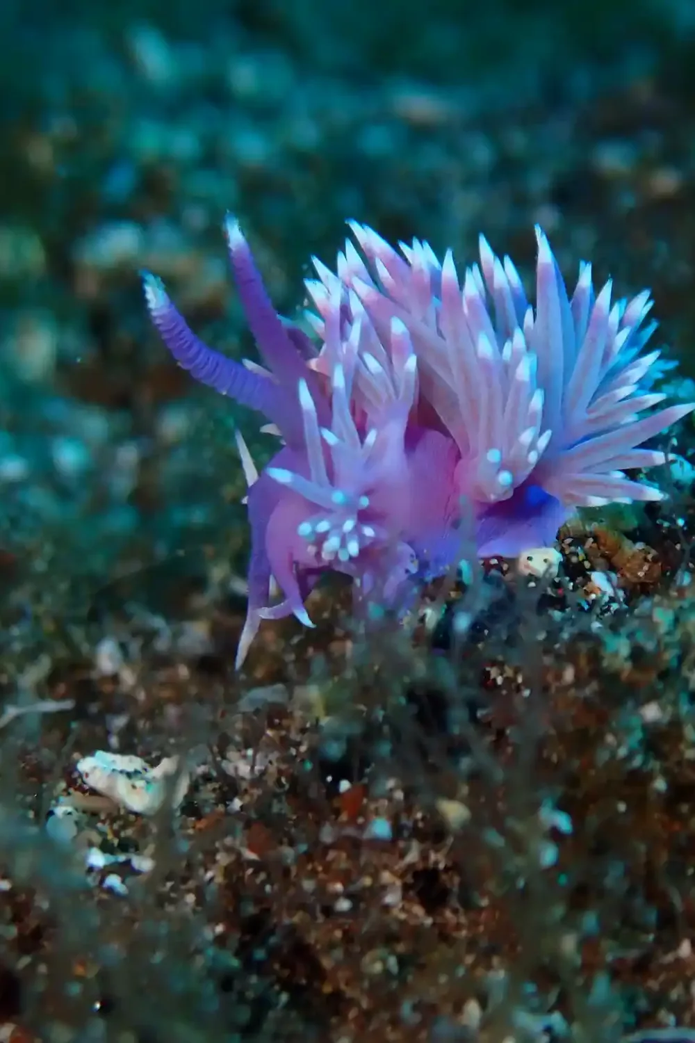 Vida submarina en lanzarote